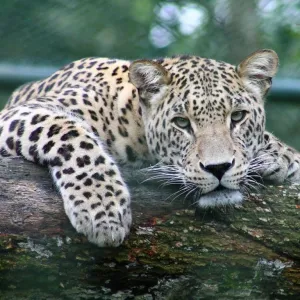 Sonhar com Leopardo - Sonhos.info