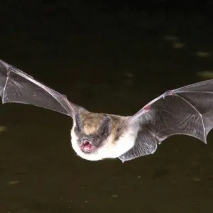 Sonhar com Morcego Voando - Sonhos.info