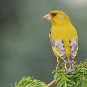 Sonhar com Pássaro Amarelo - Sonhos.info