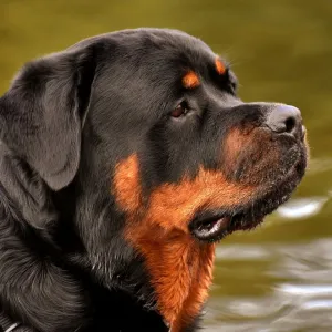 Sonhar com Rottweiler - Sonhos.info