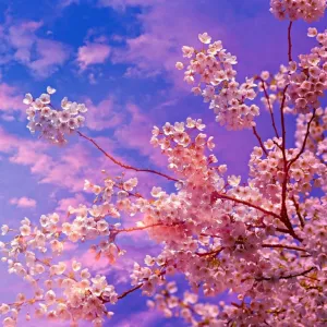 Sonhar com Sakura - Sonhos.info