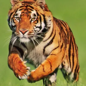 Tigre