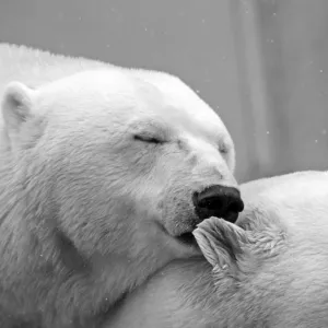 Sonhar com Urso branco - Sonhos.info