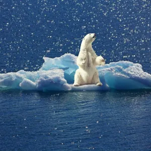 Sonhar com Urso polar - Sonhos.info